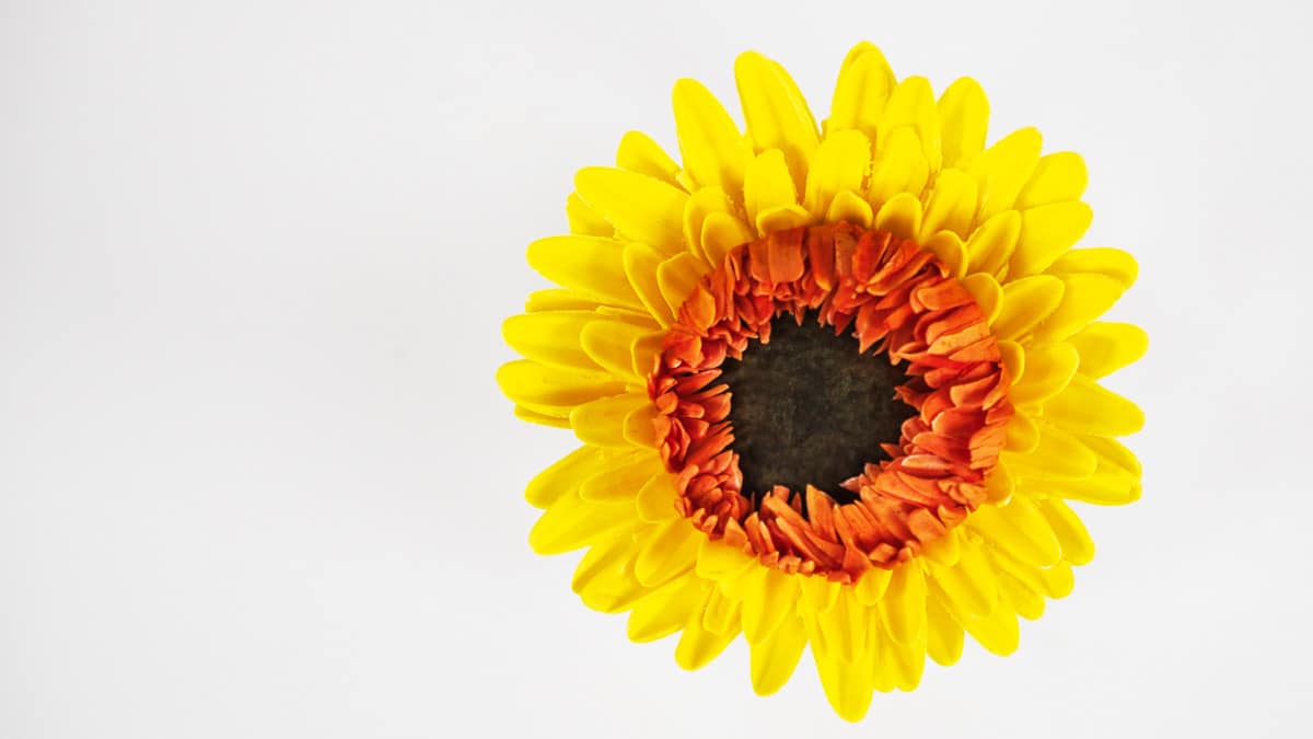 Carmen-montero-mayte-rodriguez-paolo-temesio-toni-rodriguez-academy-jorge-saludable-bakeoff-maribel-ríos-curso-online-sweetit-academy-gerbera-pasta-de-goma-flores-pasta-de-flores-fondant