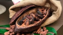 cacao-vaina