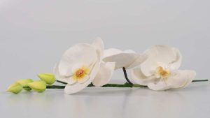 orquidea-pasta-de-flores-carmen-montero-frontal